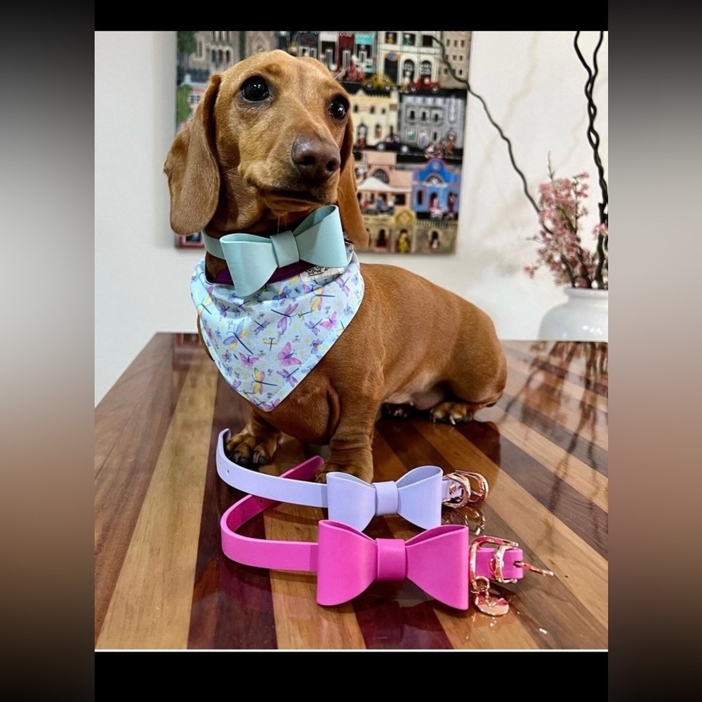 Gold Leather Dog Collar | Gold Hardware and Removable Bow | Small - Picture 6 of 15